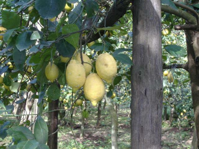 Azienda Agricola Veniero Piano di Sorrento Exteriér fotografie